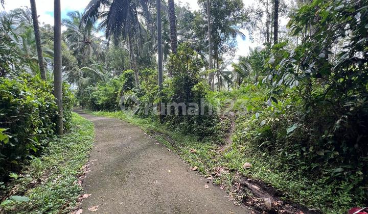 Jual Tanah Kebun.lokasi di Tabanan Seltim Jual Tanah Kebun.lokasi di Tabanan Seltim