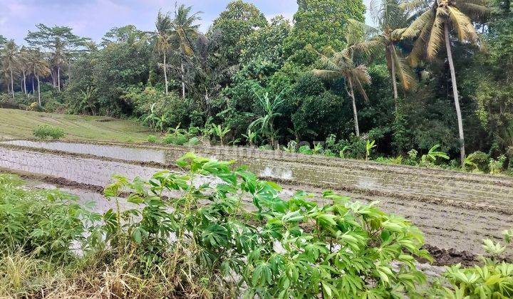 Jual tanah sawah 24 are hrg 35 jt/are lokasi demung kediri 2