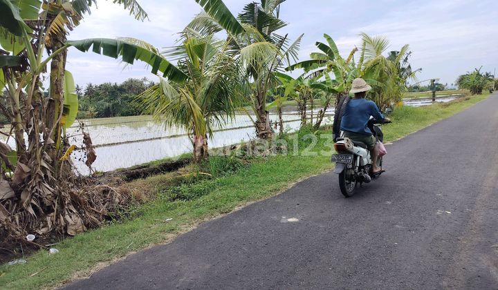Jual Tanah Dgn Sona Pariwisata/ ******** Desa Beraban Tangguntiti Seltim Tabanan Bali Jual Tanah Dgn Sona Pariwisata/ ******** Desa Beraban Tangguntiti Seltim Tabanan Bali