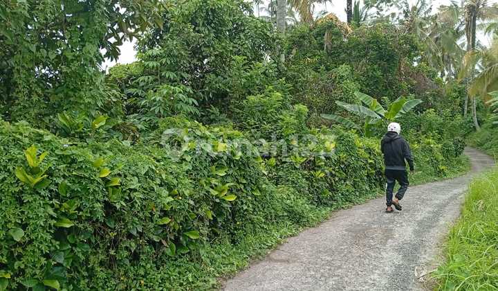 Jual Tanah 1,80 Ha Harga 17 Jt / Are Penebel 1