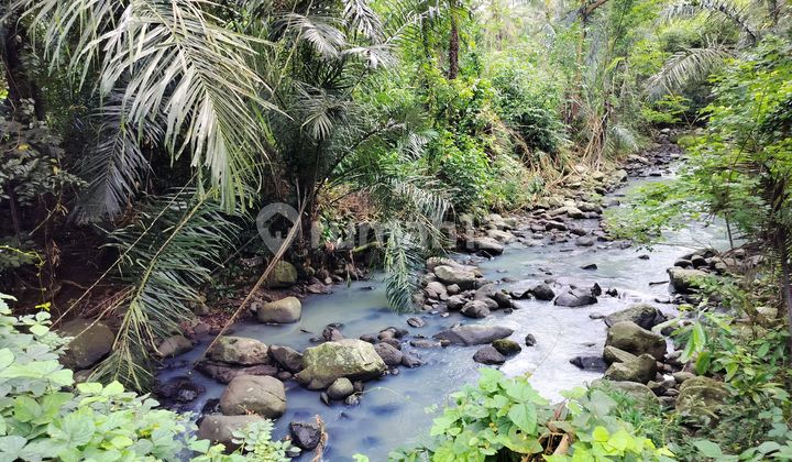 Jual Tanah 28 Are Harga 25 Jt/ Are Gadungan Seltim 2