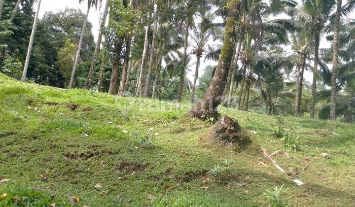 Jual Tanah 60 Are Hrga 25 Jt/ Are 2