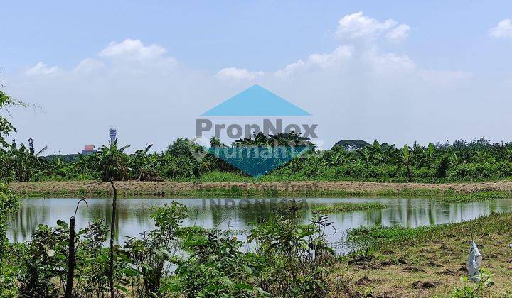 Tanah Segorotambak Sawah Sedati, Sidoarjo  1