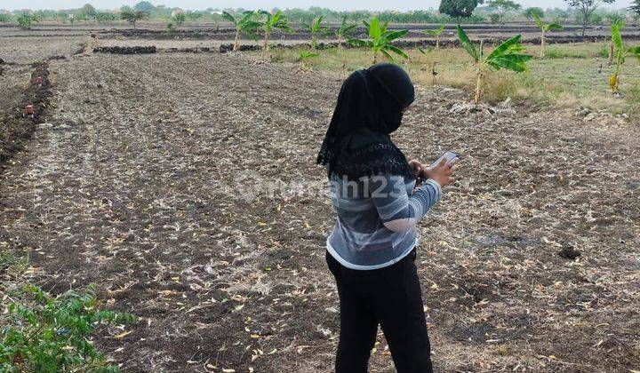 DIJUAL TANAH 2 KAVLING JEJER LOKASI DI DESA KEDUNGSUMBER KEC. BALONGPANGGANG GRESIK 1