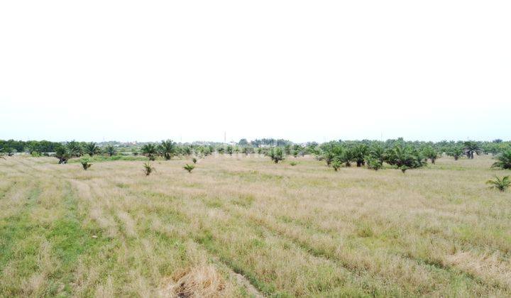 kan Tanah Kosong Di Seruai Medan Belawan 2