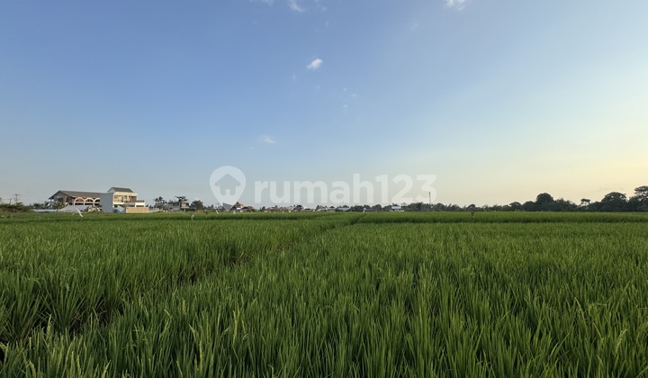 8,5are land with ricefield view at Kedungu