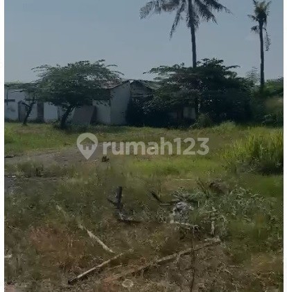 Dkavling Di Gebang Mekar Cirebon Jawa Barat