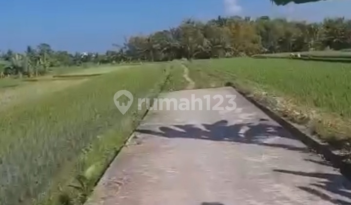 Cheap Land Near Tanah Lot Beraban Tabanan Bali Cheap Land Near Tanah Lot Beraban Tabanan Bali