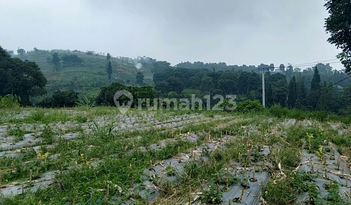 Land in Pancawati, Bogor. Attractive View, Suitable for Villa or Restaurant. Land in Pancawati, Bogor. Attractive View, Suitable for Villa or Restaurant.