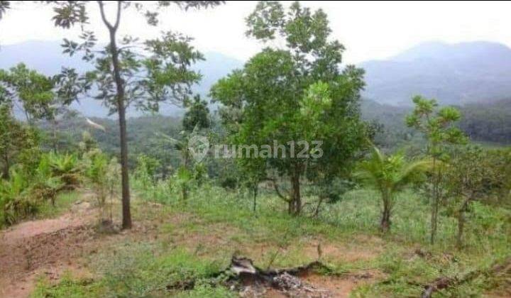 Jual Tanah di Sukabumi, Untuk Villa Peternakan dan Perkebunan 2