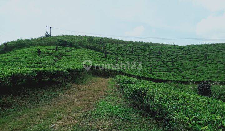 Tanah Perkebunan Teh Cianjur  2