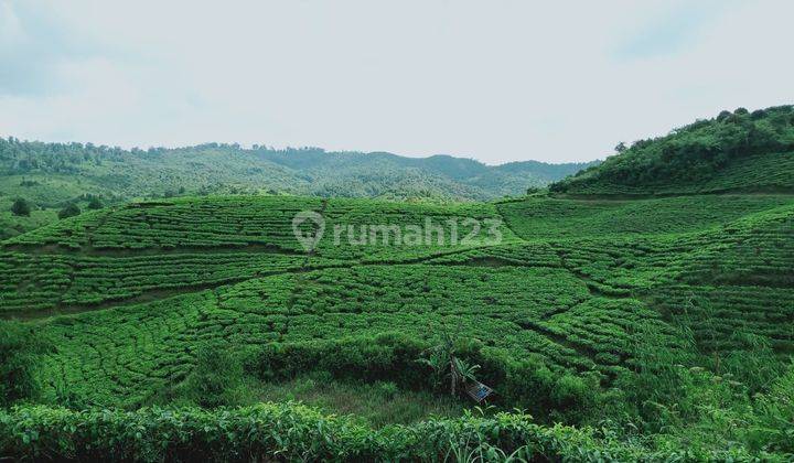 Tanah Perkebunan Teh Cianjur  1