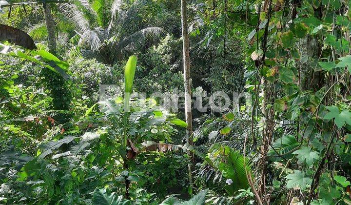 KAV land 21 are/ 450 million per are Ds Sayan Ubud 2