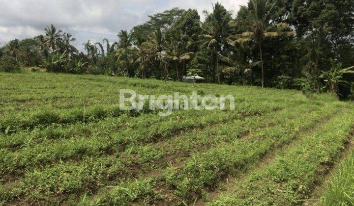 Land plot 39 acres in Tabanan Bali. Cool Beautiful Rice Field View. Very cheap price 1