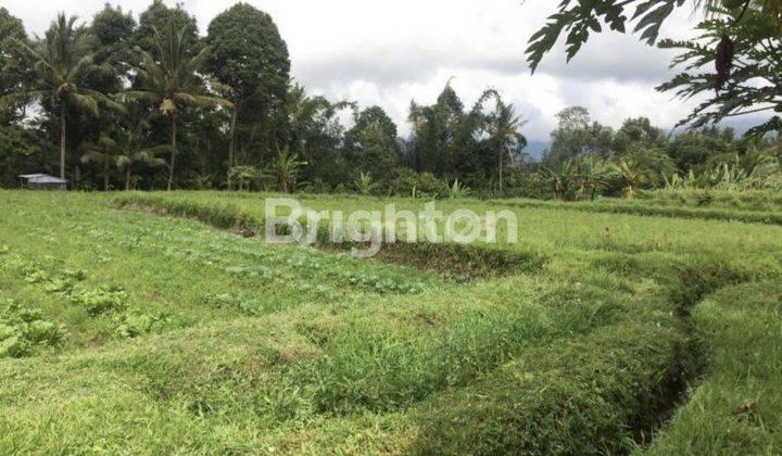 Land plot 39 acres in Tabanan Bali. Cool Beautiful Rice Field View. Very cheap price 2