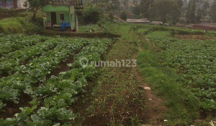 Tanah Murah Untuk Investasi di Ciwidey Jawa Barat 1