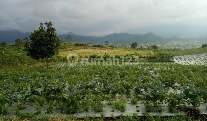 Selling 15 Ha Strategically Located Land with SHM Near Puncak Bogor Flower City Selling 15 Ha Strategically Located Land with SHM Near Puncak Bogor Flower City