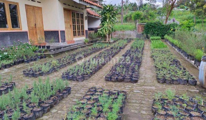 Tanah Perkebunan di Kaliurang Yogyakarta 2