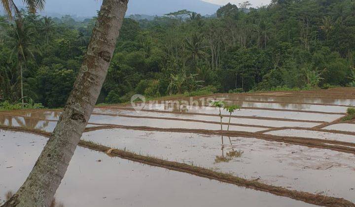 Tanah Sawah SHM di Parakan Salak Sukabumi 1