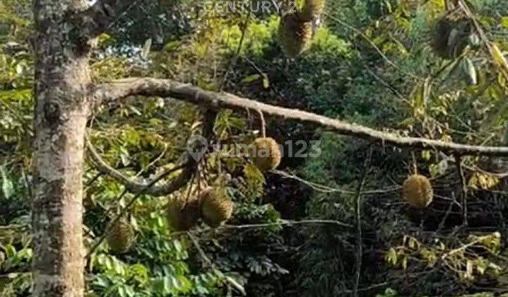 Tanah Lokasi Daerah Kebun Buah Di Karang Anyar NS0223 1