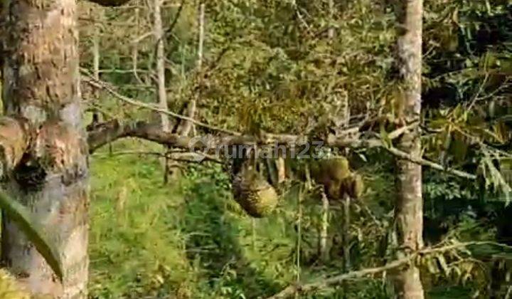 Kebon Durian Dan Buah2an.lainnya 2