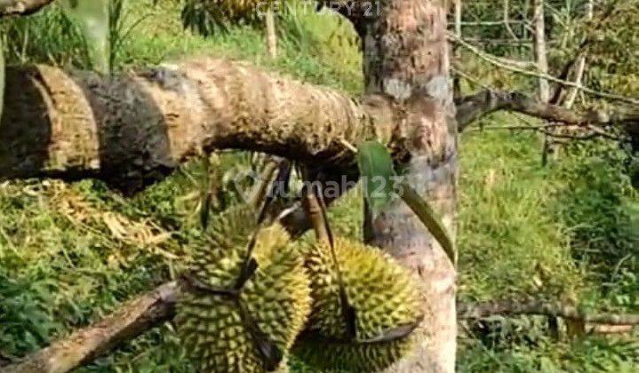 Tanah Lokasi Daerah Kebun Buah Di Karang Anyar NS0223 2