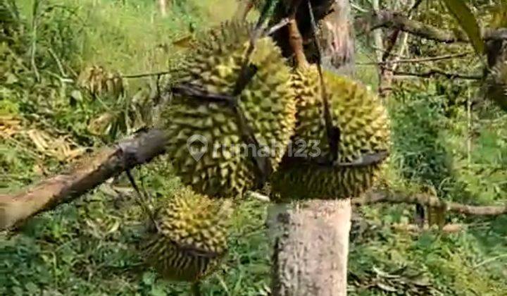 Kebon Durian Dan Buah2an.lainnya 1