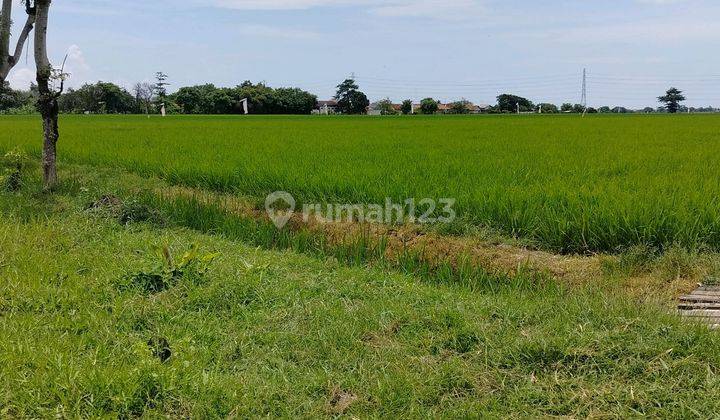 Sawah Murah Sppt Kiarasari Subang Jabar 1