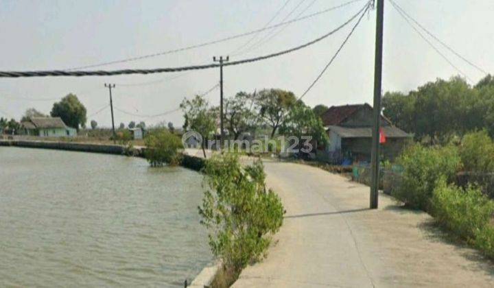 Tambak ikan muara gembong bekasi  1