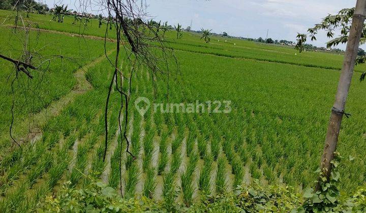 Sawah Murah Sppt Kiarasari Subang Jabar 2