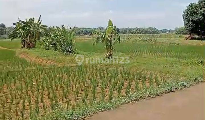 Tanah Komersil Bentuk Sawah Rancasari Pamanukan Subang 2