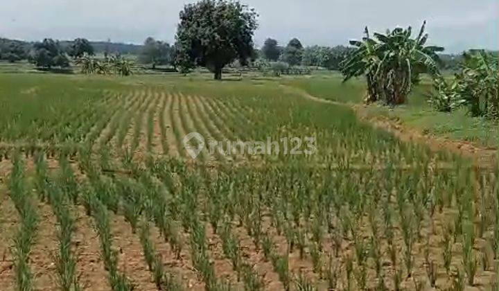 Tanah Komersil Bentuk Sawah Rancasari Pamanukan Subang 1