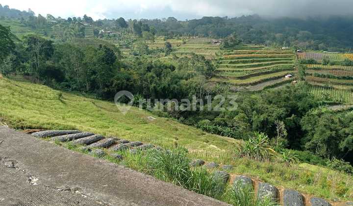 Lahan 303are SHM Di Jual di Pinggir Jalan Baturiti Lahan 303are SHM Di Jual di Pinggir Jalan Baturiti