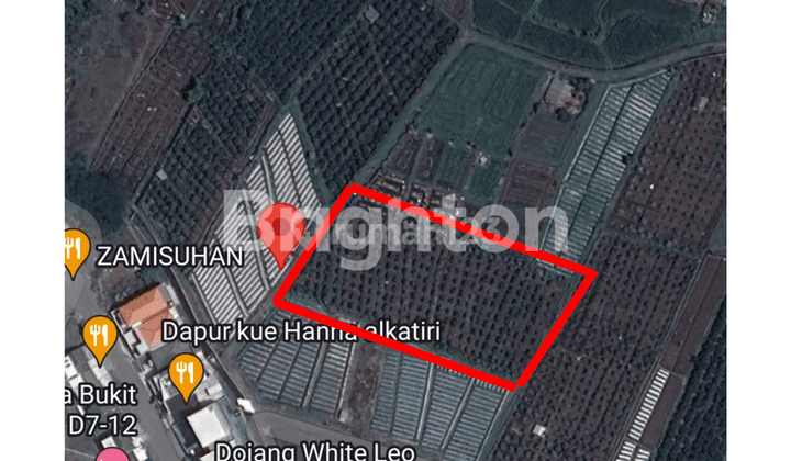 TANAH KEBUN JERUK MANIS PRODUKTIF LT 2.455 M2 DI DUSUN KLANDUNGAN, DESA LANDUNG SARI, KEC DAU, KAB MALANG 1