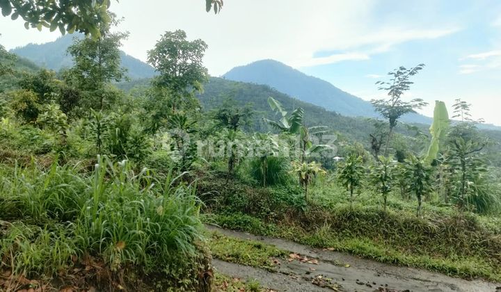 Land in a developing area, specifically in Munduk Village, Buleleng, Bali. Land in a developing area, specifically in Munduk Village, Buleleng, Bali.