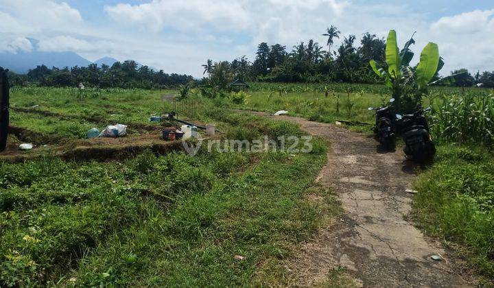 Dijual Tanah Lahan Sawah Produktif 1