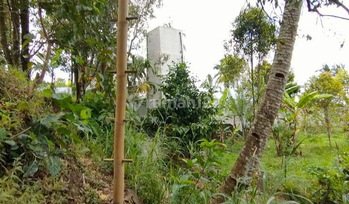 Urgent Kawan Owner Jual Cepat Di Jual Tanah Kebun Cengkeh Dan Kopi Dengan View Sawah Abadi Dan Perbukitan, Sedikit Laut Juga di Daerah Munduk Buleleng Bali 1