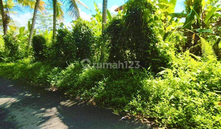 For Sale Cheap Land with Jungle Rice Field View on Main Road Pejeng Kangin Ubud 2