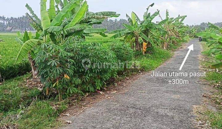 LAND Los Pantai Pasut Tabanan For Sale Cheap Fast Land Los Pantai Pasut Tabanan Bali 2