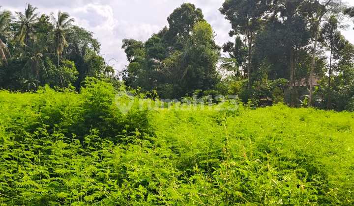 Dijual Tanah Suasana Sejuk dan Tenang Loss Sungai dan Kanan Kiri Rumah Penduduk Dijual Tanah Suasana Sejuk dan Tenang Loss Sungai dan Kanan Kiri Rumah Penduduk