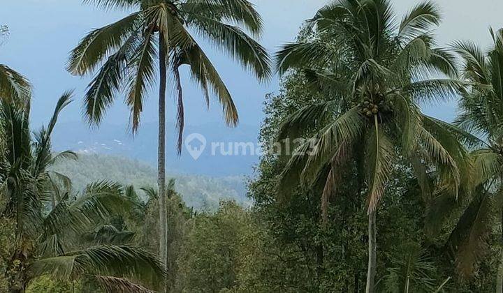 Urgent Kawan Owner Jual Cepat Di Jual Tanah Kebun Cengkeh Dan Kopi Dengan View Sawah Abadi Dan Perbukitan, Sedikit Laut Juga di Daerah Munduk Buleleng Bali 2