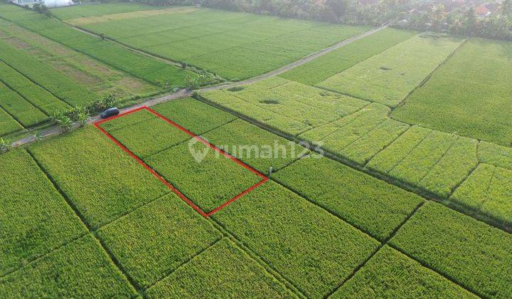 For Sale Land Pantai Pasut Tabanan Near Villa Keong The Cloud View Sawah Pantai 1