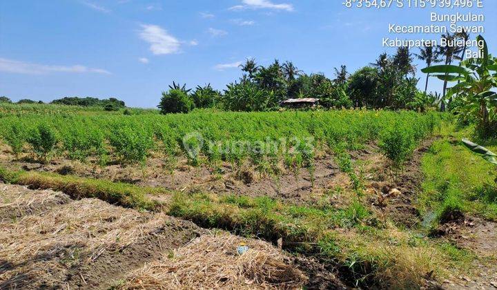 Dijual Tanah Los Pantai Bungkulan Dekat Rencana Bandara Bali Utara di Buleleng Singaraja Bali  2