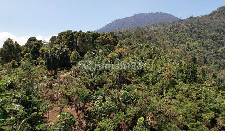 For Sale Land With Mountain View And Plantation Munduk Buleleng Bali 1