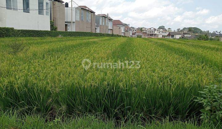 Disewakan Tanah Lokasi Jl Induk Pantai Mengening Munggu Mengwi Badung Bali 2