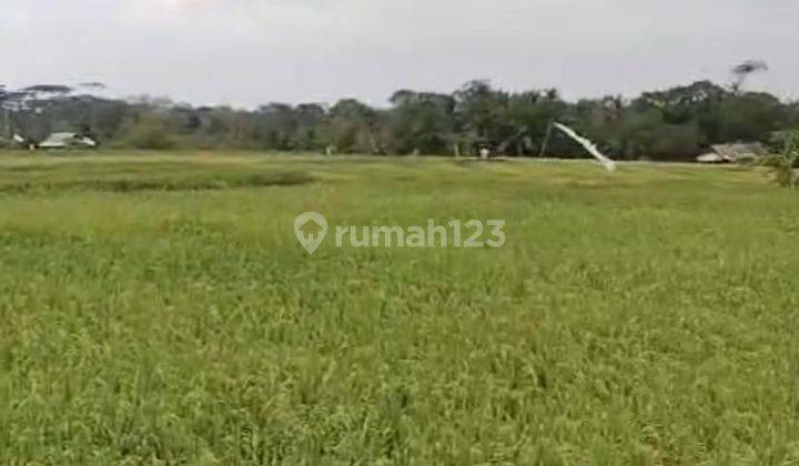 Dijual Tanah Lokasi Cemagi Badung Bali Dengan View Hamparan Sawah 2