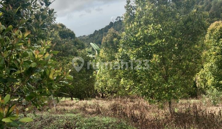 Dijual Tanah Perkebunan Cengkeh Produktif Siap Panen