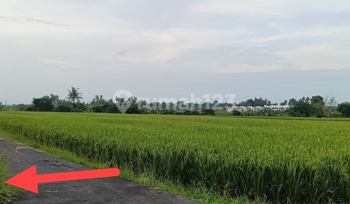 Tanah 2.5 Are Tabanan Bali Zona Pariwisata Dekat Pantai Kedungu Tanah 2.5 Are Tabanan Bali Zona Pariwisata Dekat Pantai Kedungu
