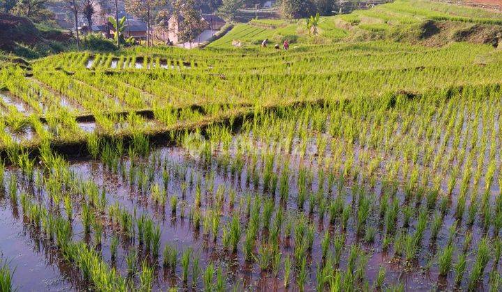 Tanah Kebun Dan Sawah, Cikalong Banjaran di Tepi Jalan Desa Kab Bandung 2