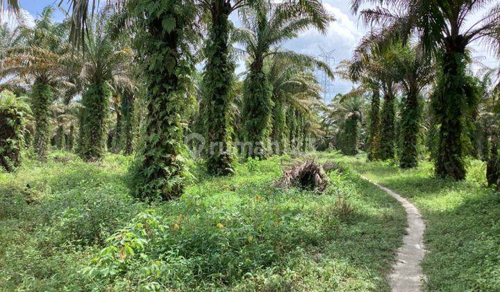 Tanah Kebun Sawit Dijual di Jl. Ikan Parang Rumbai 2